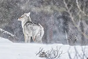 Yellowstone: Coyote during a snowstorm in Yellowstone National