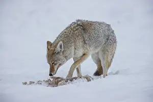 Carcass: Coyote during a snowstorm in Yellowstone National