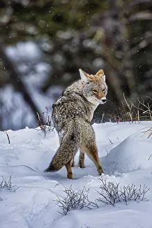 Yellowstone: Coyote during a snowstorm in Yellowstone National