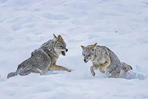 Yellowstone: Coyote during a snowstorm in Yellowstone National