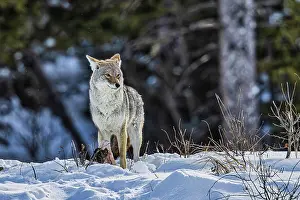 Yellowstone: Coyote during a snowstorm in Yellowstone National