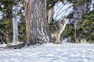 Yellowstone: Coyote during a snowstorm in Yellowstone National