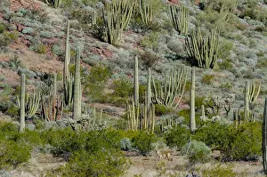 Coyote: Coyote in Sonoran Desert habitat, Organ Pipe Cactus