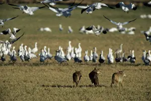 Latrans: Coyote stalking Snow Geese (Anser caerulescens)