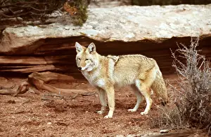 Coyote: COYOTE - standing