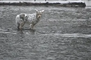 Coyotes: Coyote standing alert in a river - Snow coated Coyote