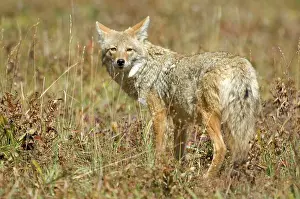 Coyotes: Coyote - Standing looking over shoulder