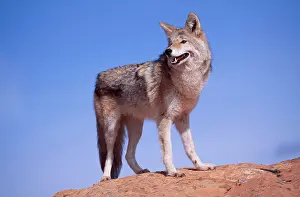 Coyotes: COYOTE - standing on rock, against blue