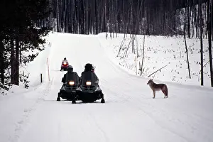 Snowmobiles: COYOTE - standing on snow covered road, watching snowmobiles