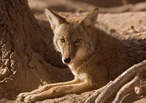 Coyotes: Coyote - sunbathing and resting