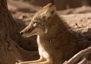 Coyotes: Coyote - sunbathing and resting