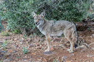 Arizona: A coyote takes advantage of a rock to gain a better view