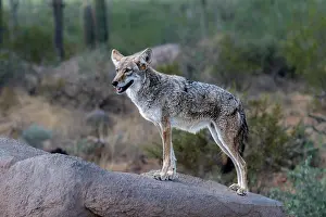 Arizona: A coyote takes advantage of a rock to gain a better view