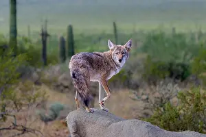 Arizona: A coyote takes advantage of a rock to gain a better view
