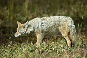 Coyotes: Coyote - Side view looking left