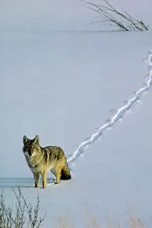 Pugmarks: Coyote - walking through fresh snow, Winter