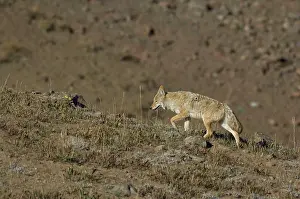 Coyotes: Coyote - Walking up hillside