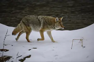 Coyotes: Coyote walking through snow near river - Coyote