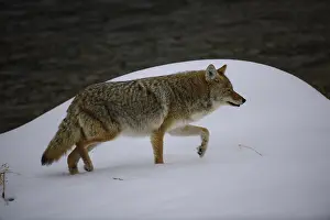 190919: Coyote walking through snow near river - Coyote