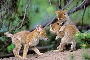 Pat And Tom Leeson: Coyote - three wild pups play near densite