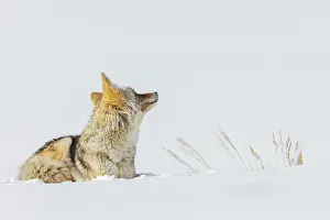 Coyote: Coyote, winter rest
