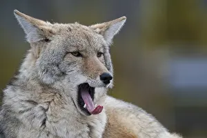 Coyotes: Coyote yawning - Coyote yawning while laying down