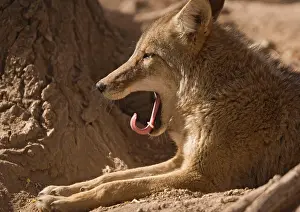 Coyotes: Coyote - yawning, sunbathing and resting