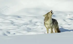 Howling: Coyote yelping in the wintery landscape