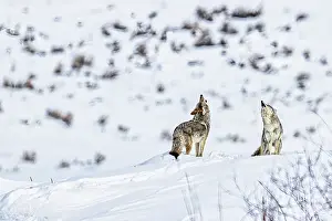 Howling: Coyotes howling in winter in the Northern Range