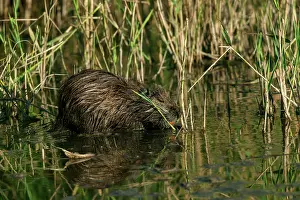 Nutria: Coypu - Camargue France