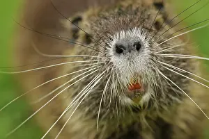 Coypu: Coypu