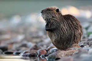Rive: Coypu (Myocastor coypus) at the edge of a Vosges