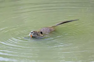 Nutria: Coypu