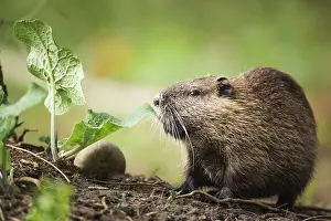 Ready: Coypu (Myocastor coypus) ready to eat an appetizing