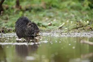 Coypus: Coypu