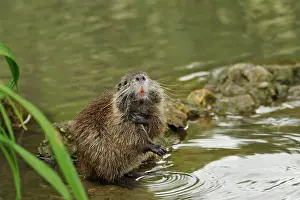 Coypu: Coypu