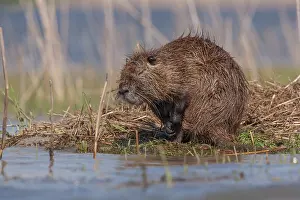 Coypus: Coypu (Myocastor coypus) in the water's edge. Camargue