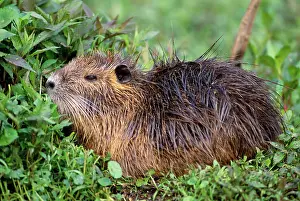 Nutria: COYPU / Nutria