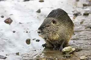 Nutria: Coypu / Nutria
