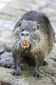 Nutria: Coypu / Nutria