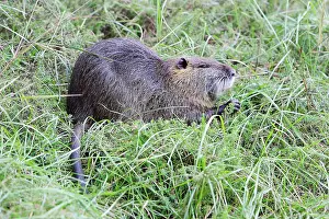 Nutria: Coypu / Nutria