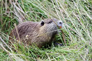 Nutria: Coypu / Nutria