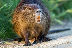 Nutria: Coypu / Nutria