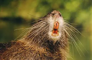 Mouths: COYPU / Nutria - adult, close-up of mouth & teeth