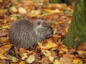 Nutria: Coypu / Nutria - in autumn leaves