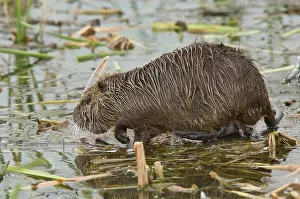 Nutria: Coypu / Nutria - at breeding colony