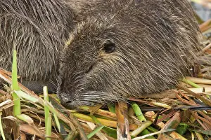 Nutria: Coypu / Nutria - at breeding colony