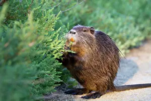 Nutria: Coypu / Nutria - feeding
