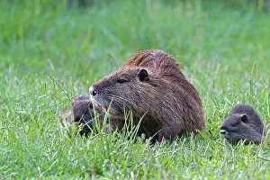 Nutria: Coypu / Nutria - female with young