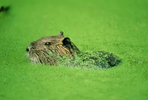 Nutria: COYPU / NUTRIA - in green water